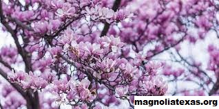 5 Hal Yang Harus Dilakukan di Magnolia