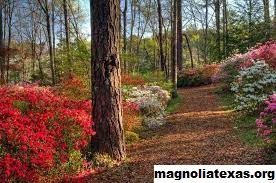 Temukan 9 Hal Terbaik Yang Dapat Dilakukan Di Nacogdoches, Texas